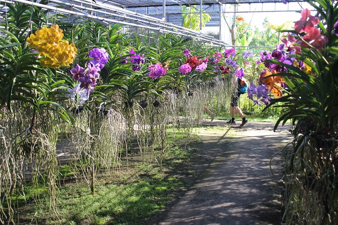 Private tour] Perfect day! Sticky waterfall + ChiangDao Cave + Wat BandenTemple - Entering the Chiang Mai loop: what this day is really like