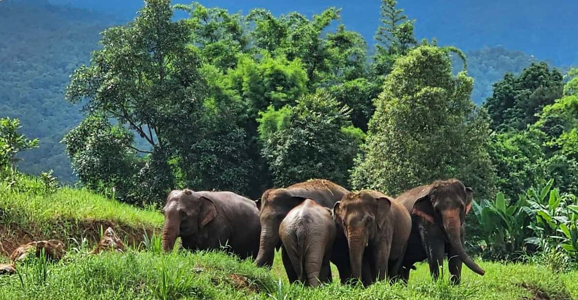 Rantong elephant sanctuary Chiangmai - Who This Tour Suits Best