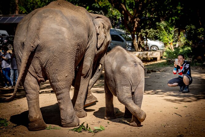 Scooter Adventure with elephants, views and FUN drive yourself - Price and value: what $126.55 buys you in real terms