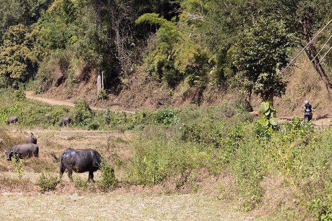 Scooter Adventure with elephants, views and FUN drive yourself - Guide energy and small-group feel: why reviews praise the staff