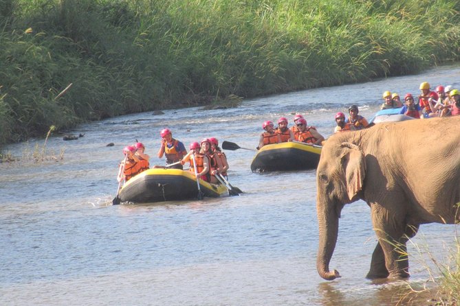 Top Pick - Full or Half Day @Elephant in Wild Sanctuary ChiangMai - Guide Styles Matter: Names You May Hear and How They Affect Your Day
